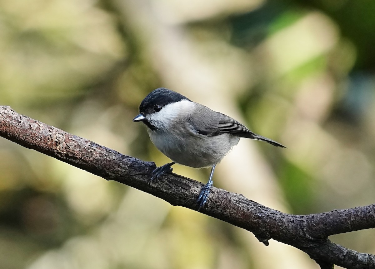 Marsh Tit - ML616103316