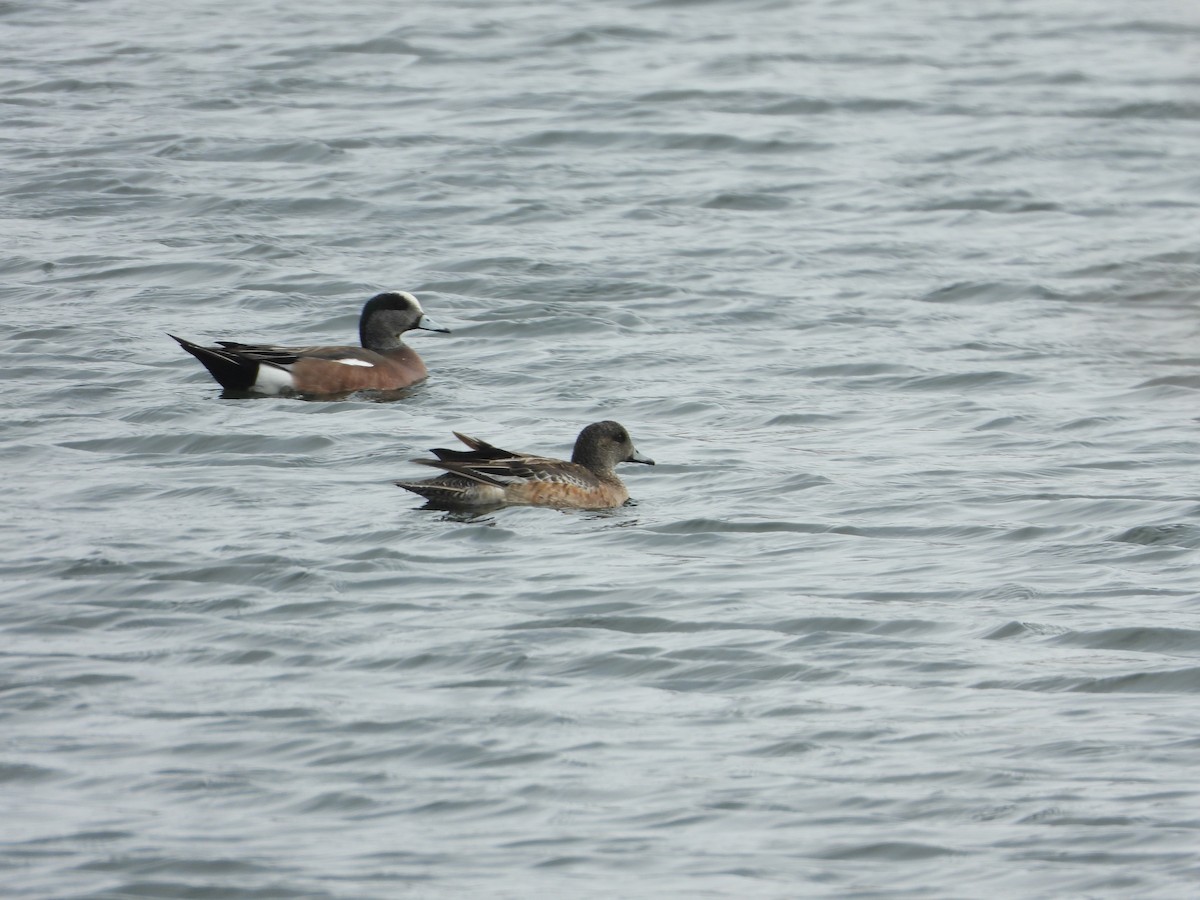 American Wigeon - Jeff Percell