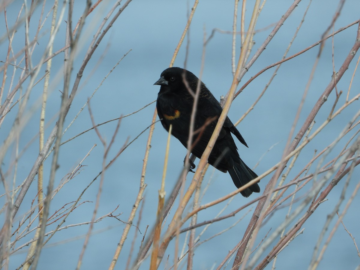 Red-winged Blackbird - ML616103334