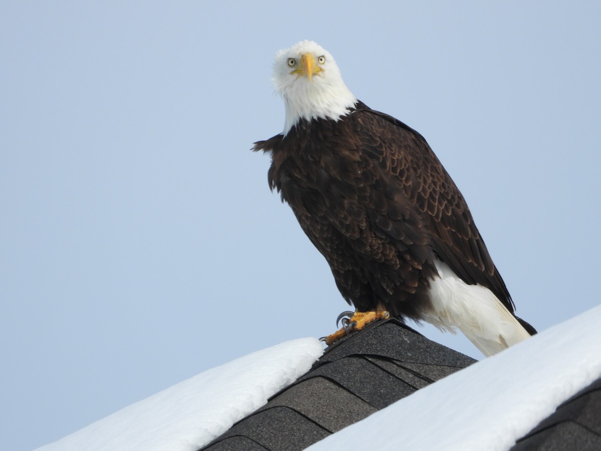 Bald Eagle - ML616103344