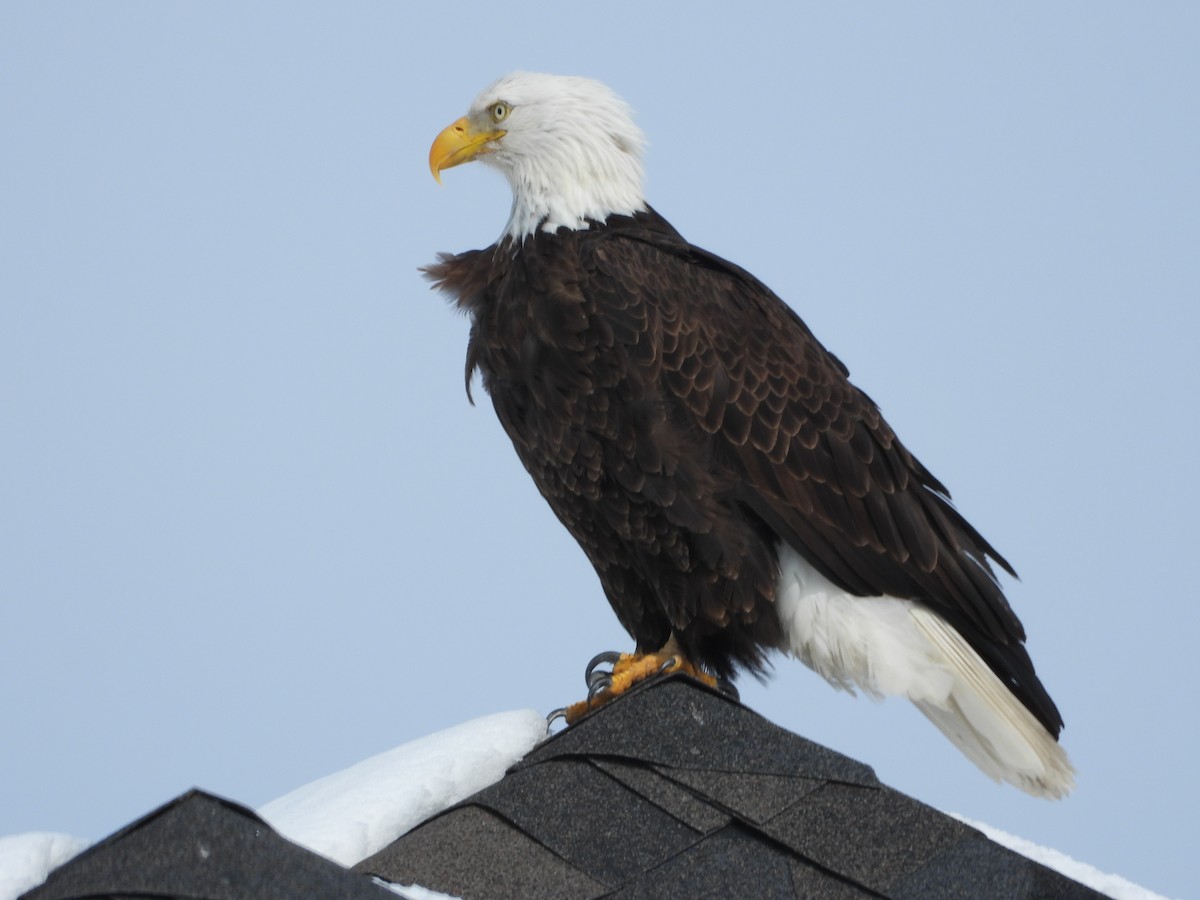 Weißkopf-Seeadler - ML616103346