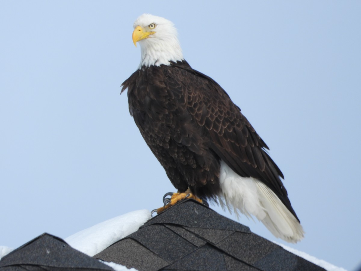 Bald Eagle - ML616103347