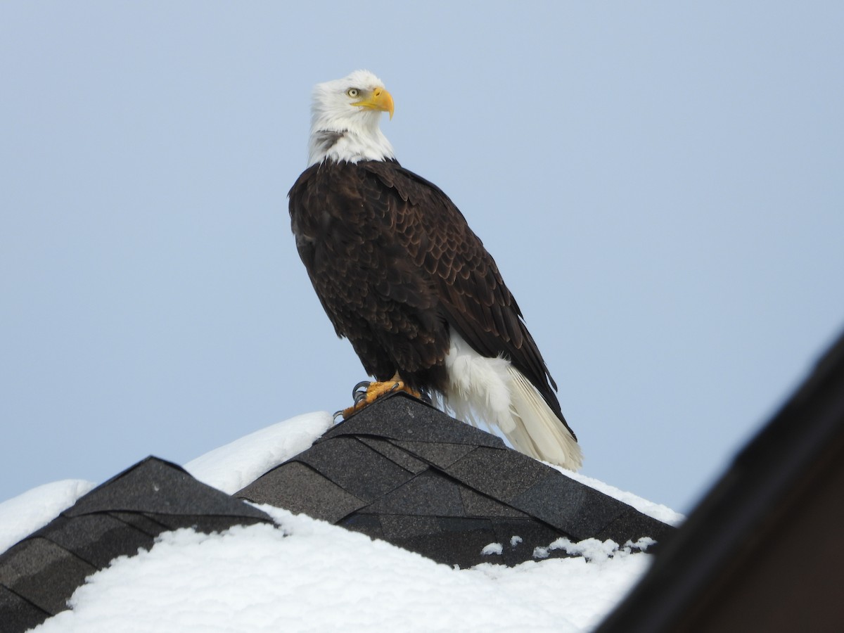 Bald Eagle - ML616103358