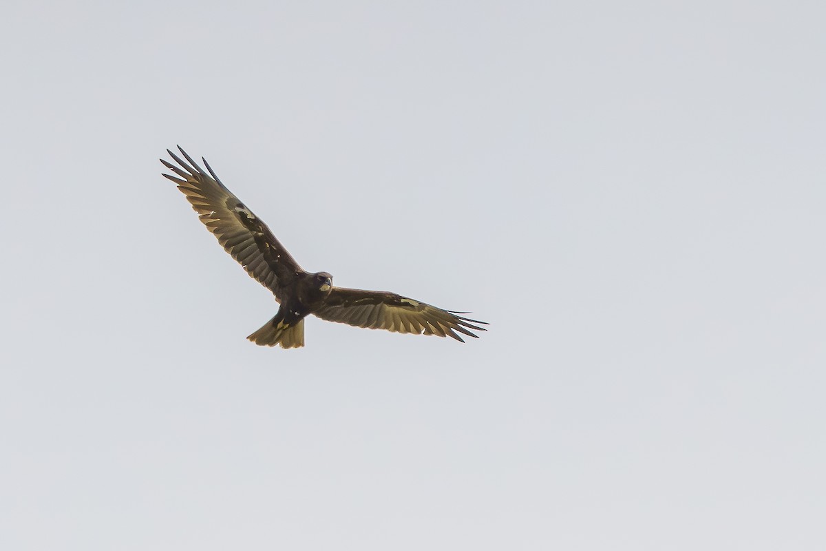 Western Marsh Harrier - ML616103376