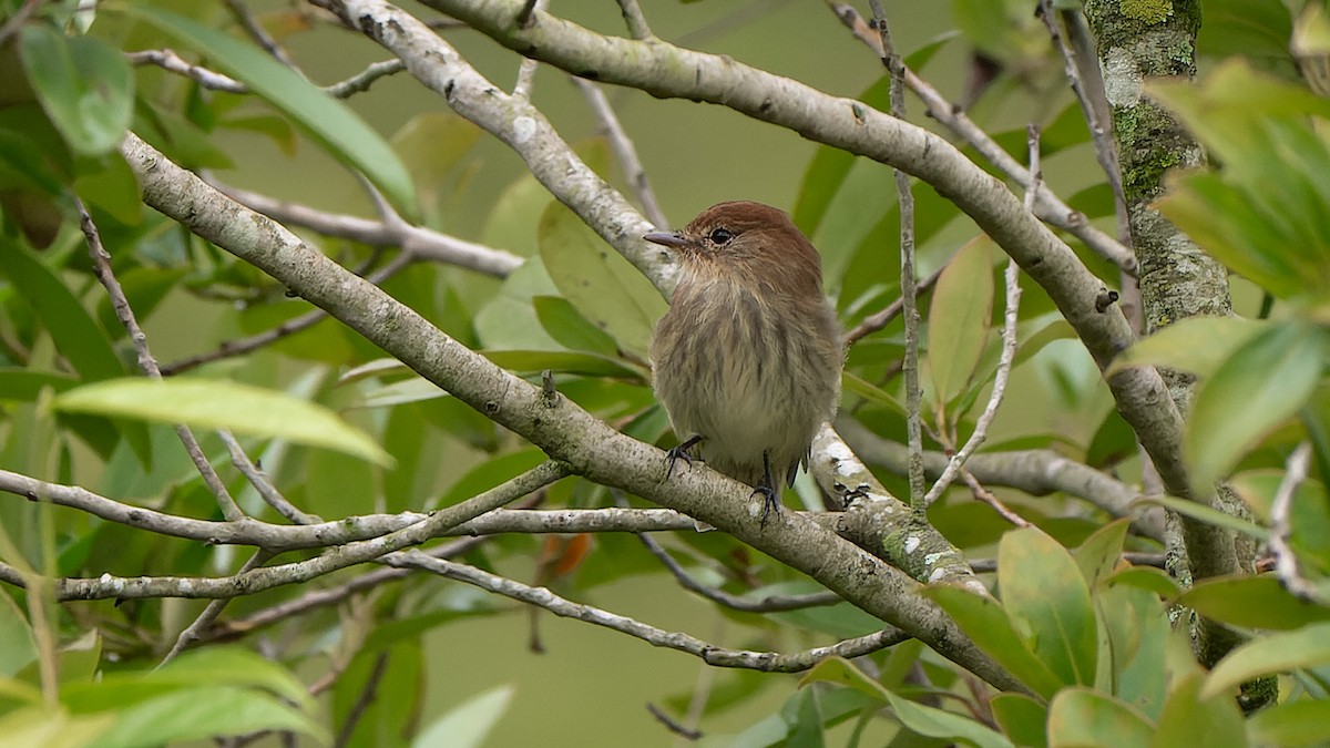 Bran-colored Flycatcher - ML616103394