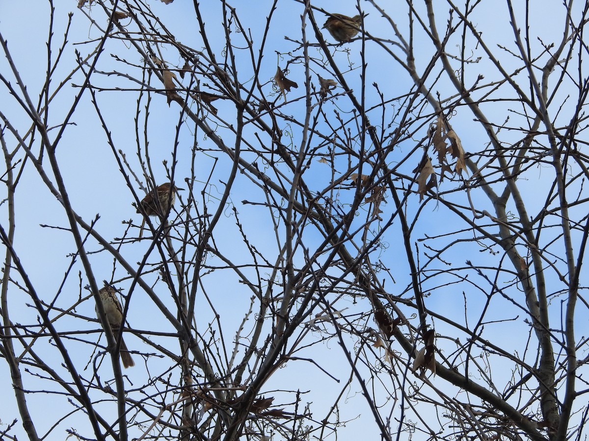 Brown Thrasher - ML616103400