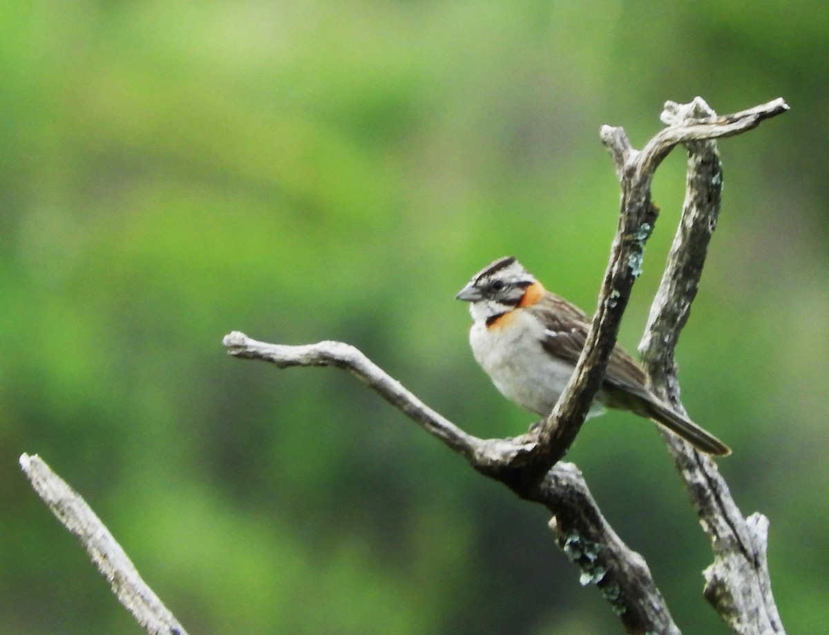 Rufous-collared Sparrow - inés otero