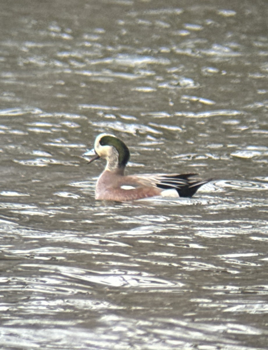 American Wigeon - ML616103427