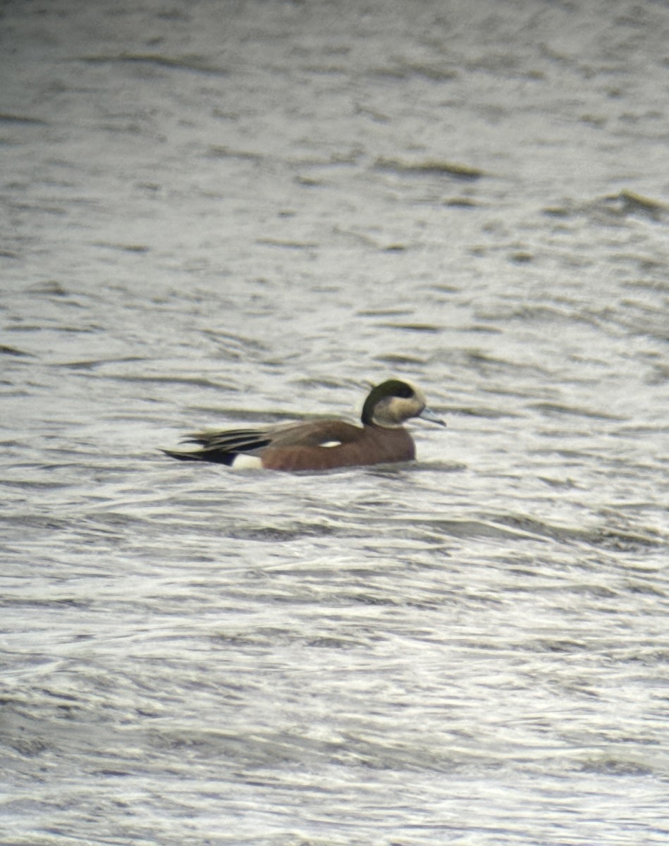 American Wigeon - ML616103428