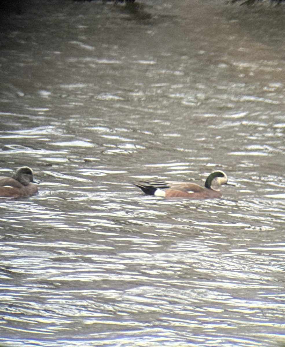 American Wigeon - ML616103429