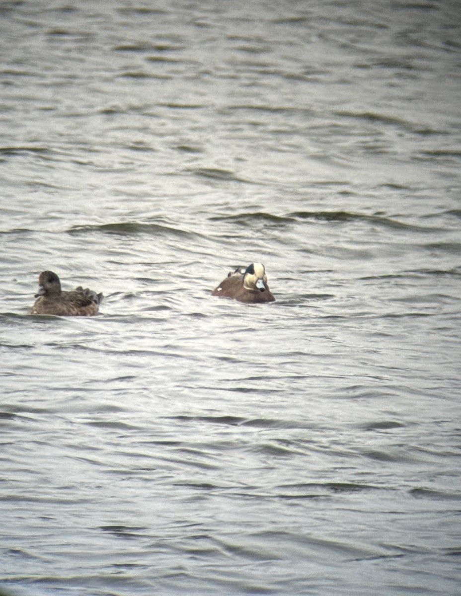 American Wigeon - ML616103430