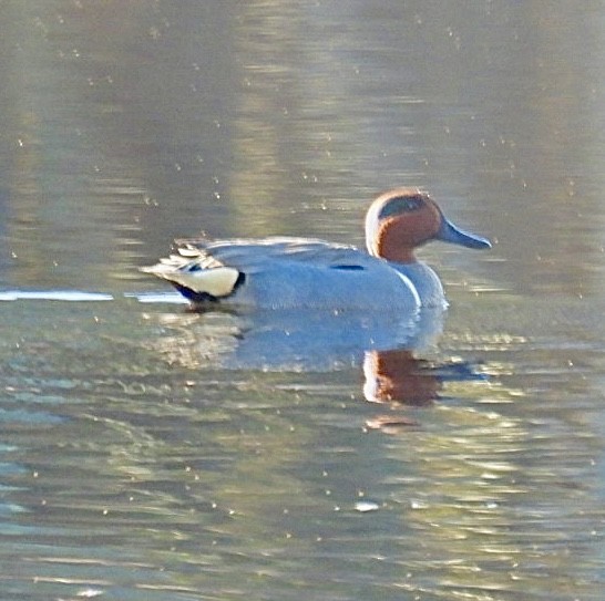 Green-winged Teal - ML616103471