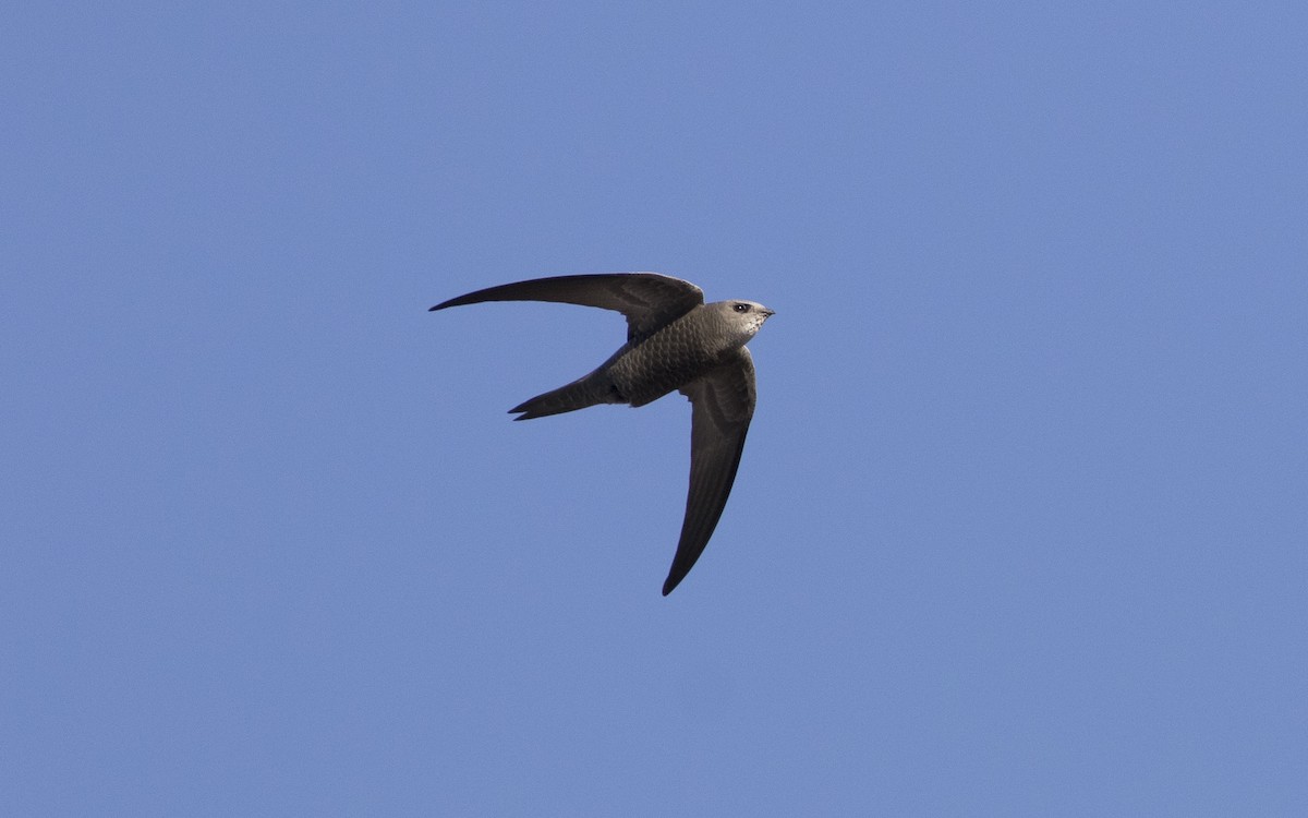 Pallid Swift - ML616103474