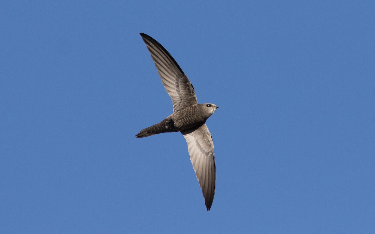 Pallid Swift - ML616103477