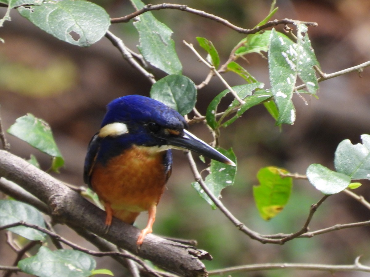 Azure Kingfisher - Scott Fox