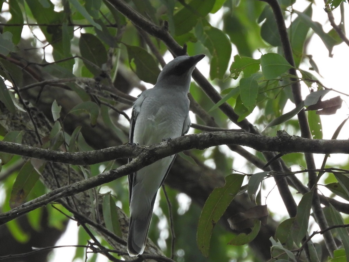 White-bellied Cuckooshrike - Scott Fox