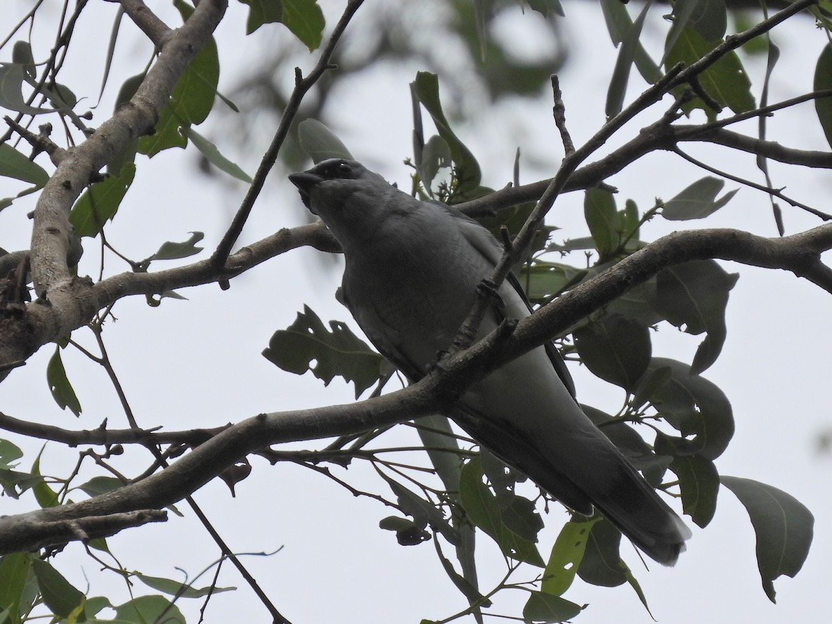 White-bellied Cuckooshrike - Scott Fox