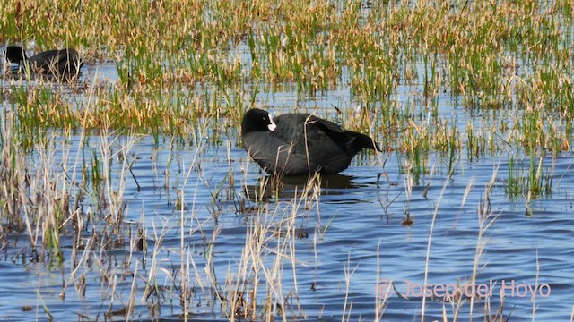 Eurasian Coot - ML616103580