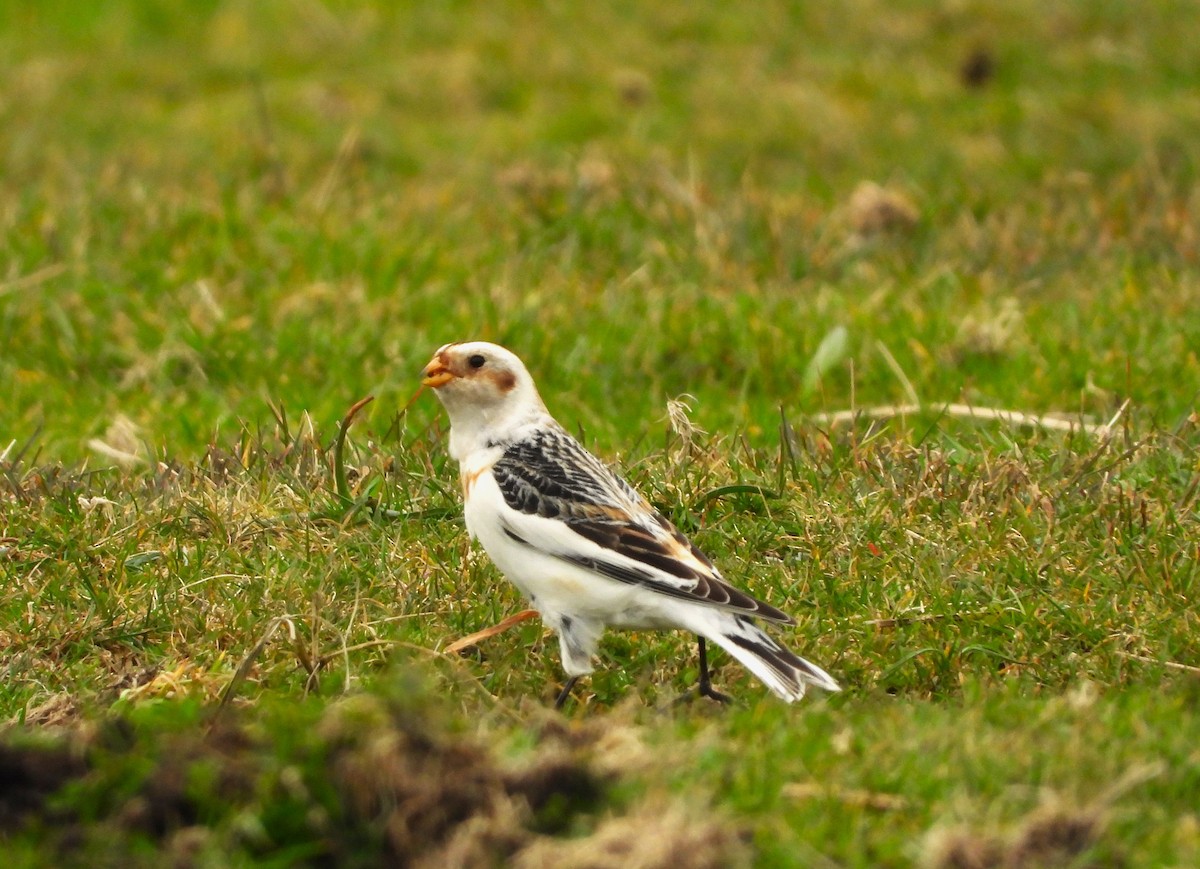 Snow Bunting - ML616103627