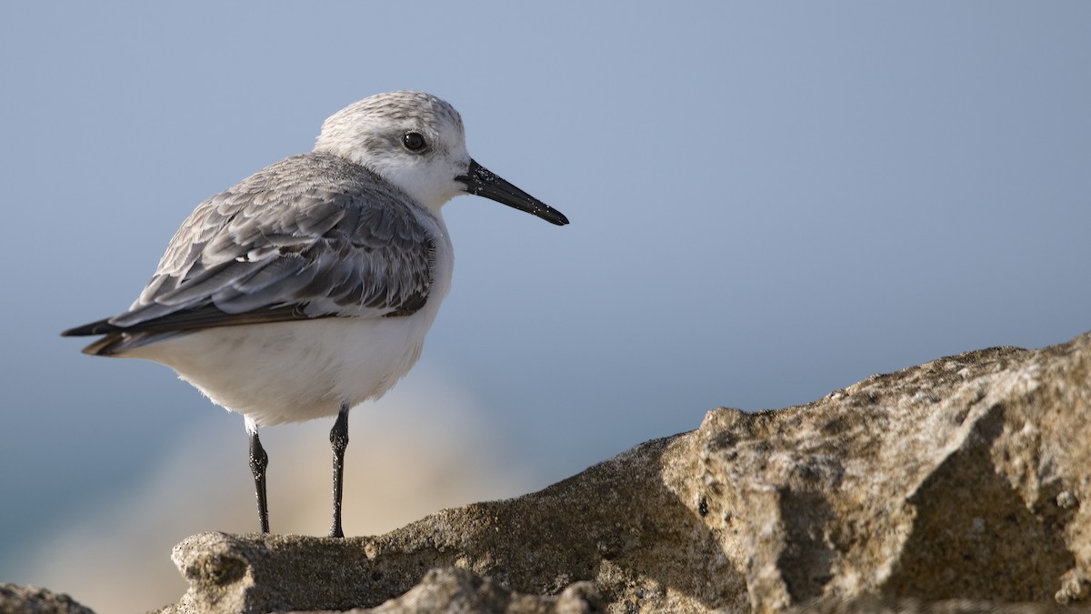 Sanderling - ML616103629