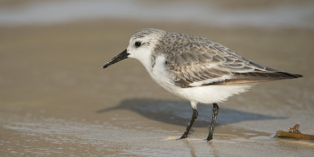 Sanderling - ML616103630