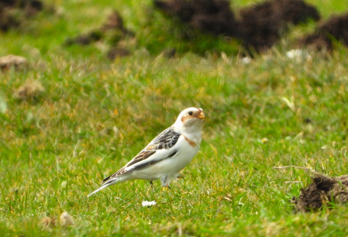 Snow Bunting - ML616103639