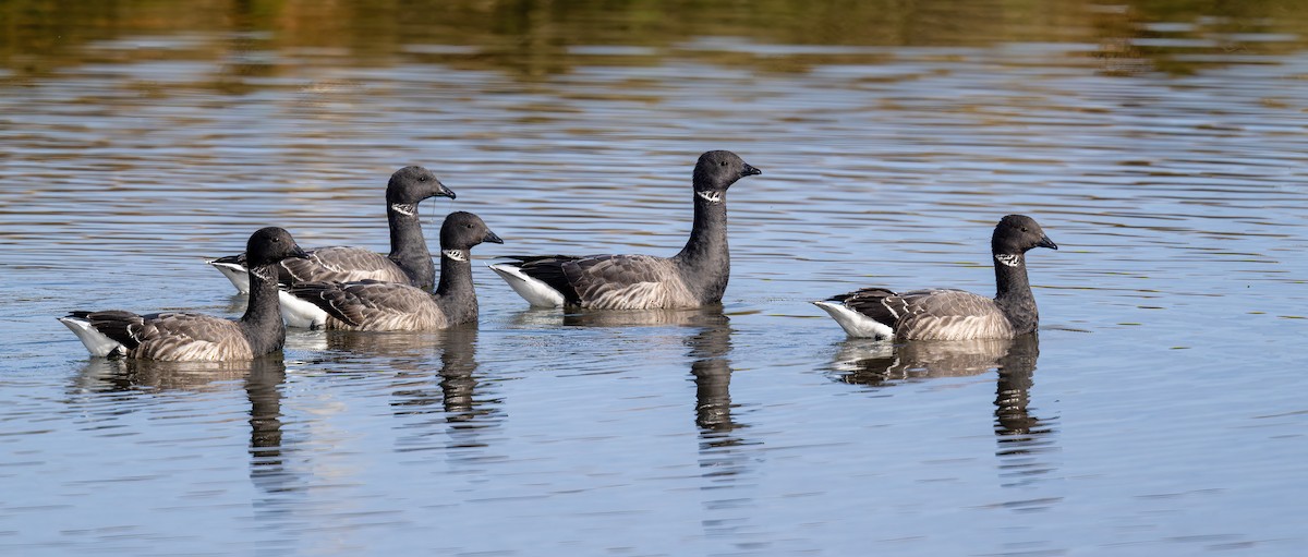 berneška tmavá (ssp. bernicla) - ML616103719