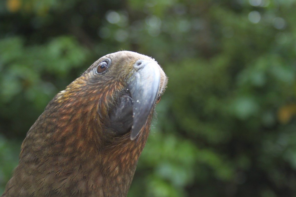 New Zealand Kaka - ML616103817