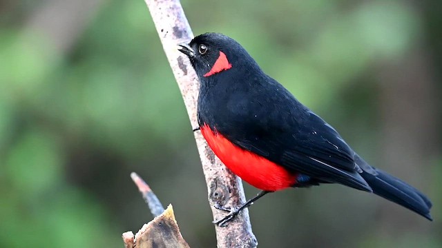 Scarlet-bellied Mountain Tanager (Scarlet-bellied) - ML616103847