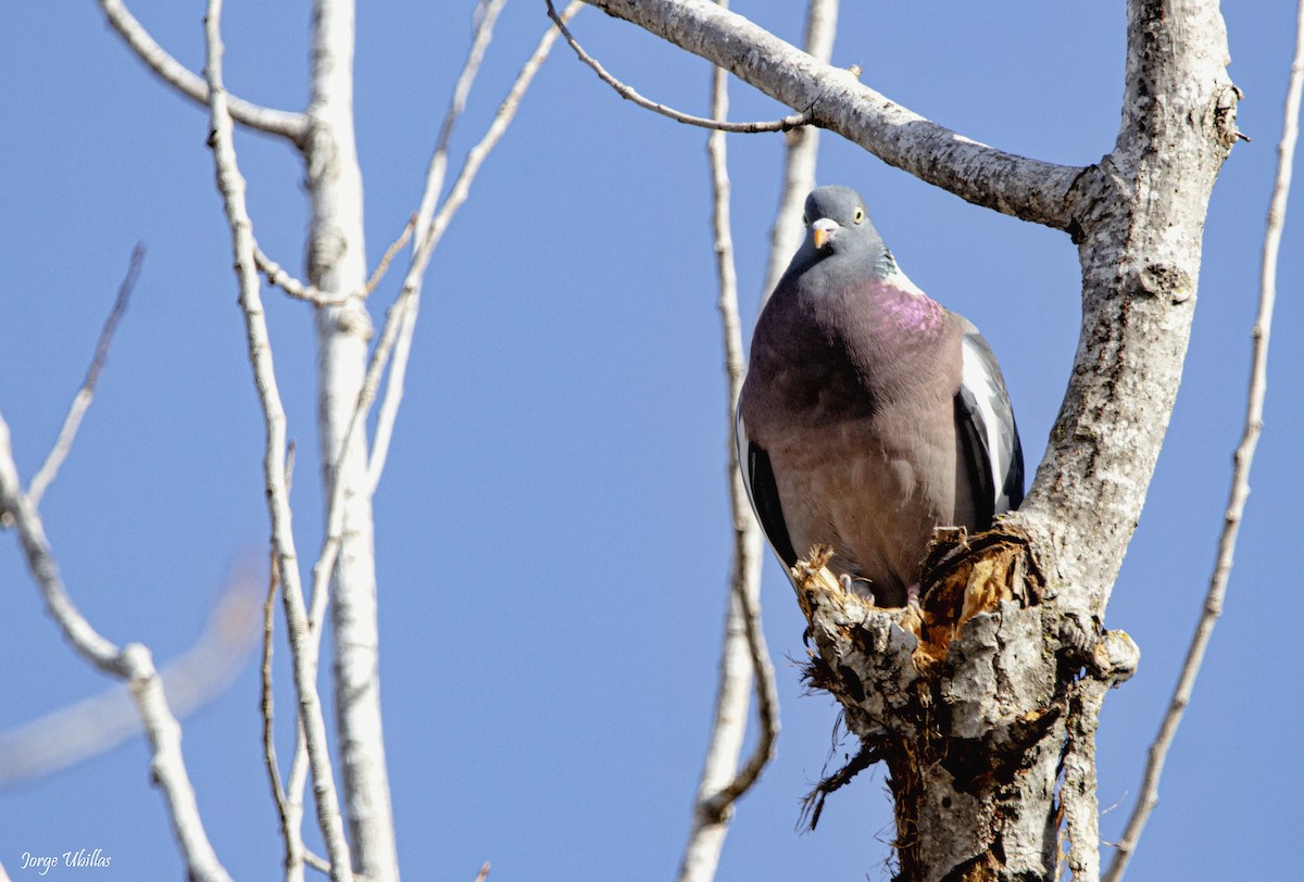 Common Wood-Pigeon - ML616103858