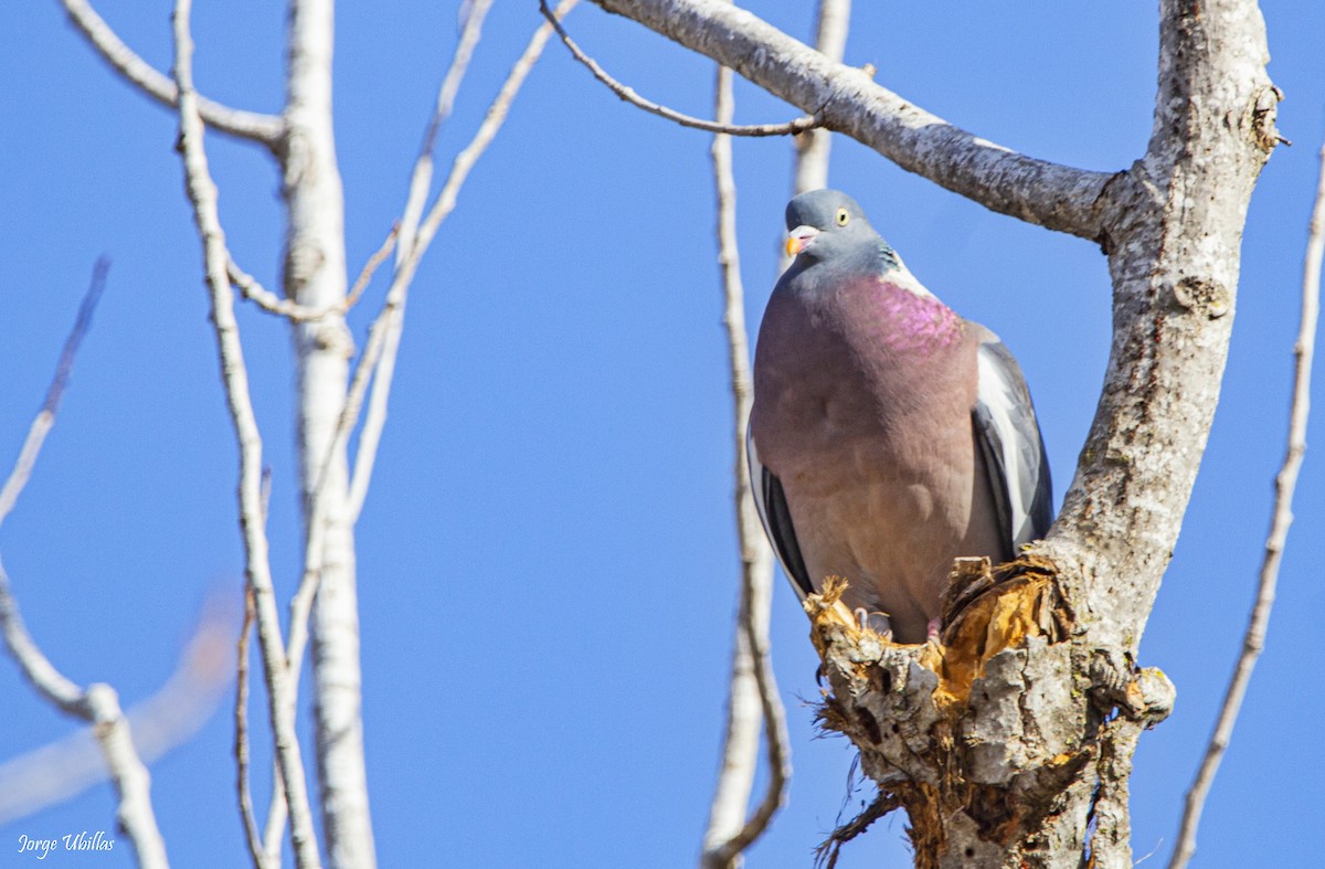 Common Wood-Pigeon - ML616103860