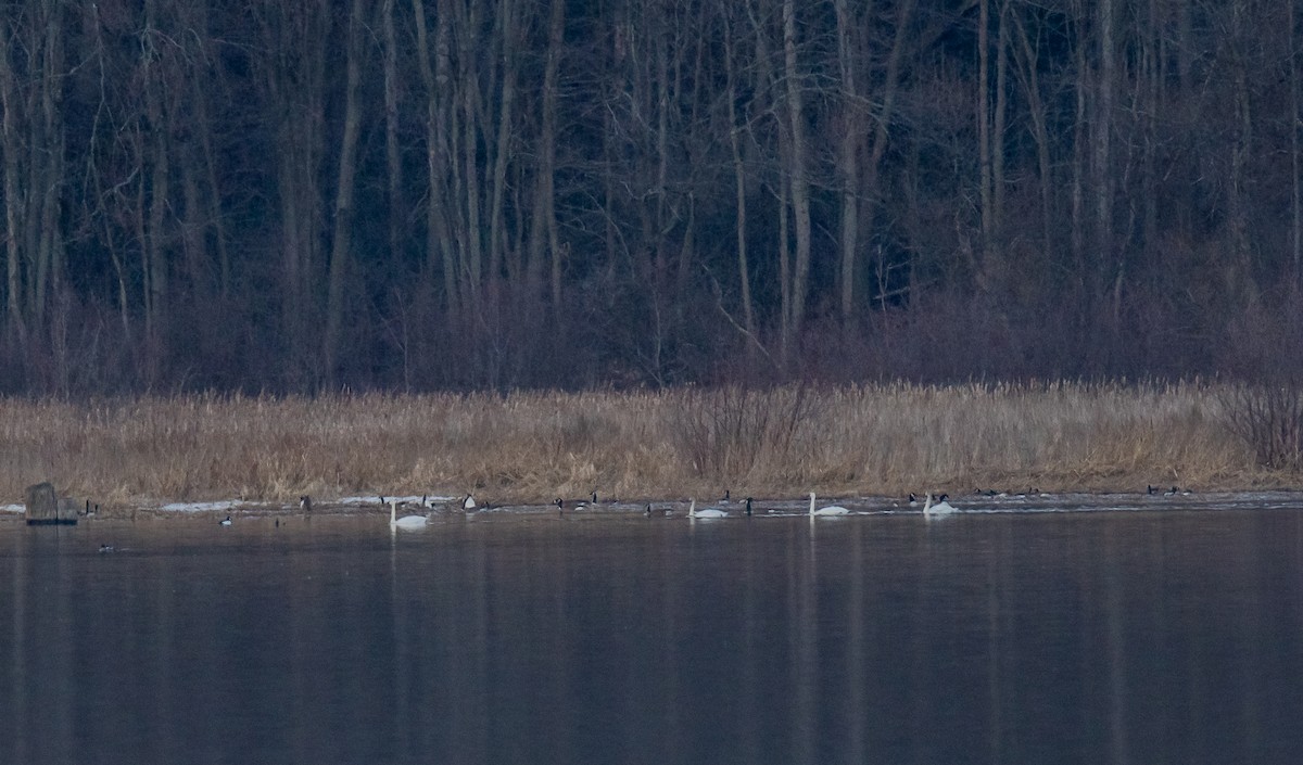 Tundra Swan - ML616103894