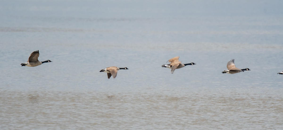 Canada Goose - ML616103906