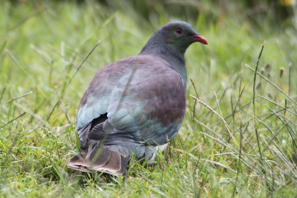 New Zealand Pigeon - ML616103909