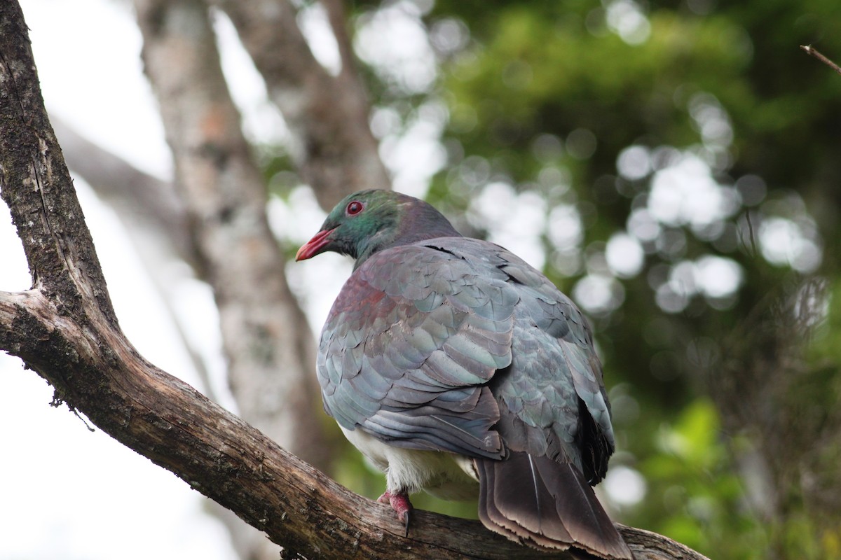 New Zealand Pigeon - ML616103910
