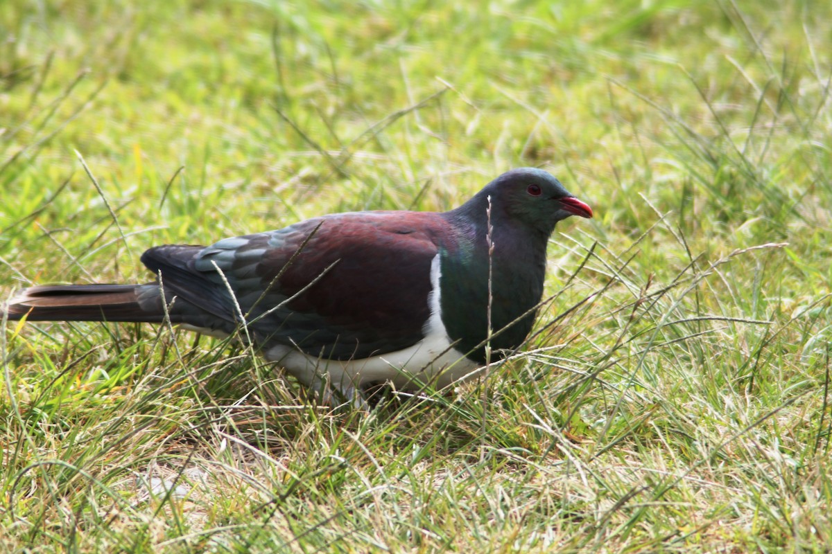 New Zealand Pigeon - ML616103911