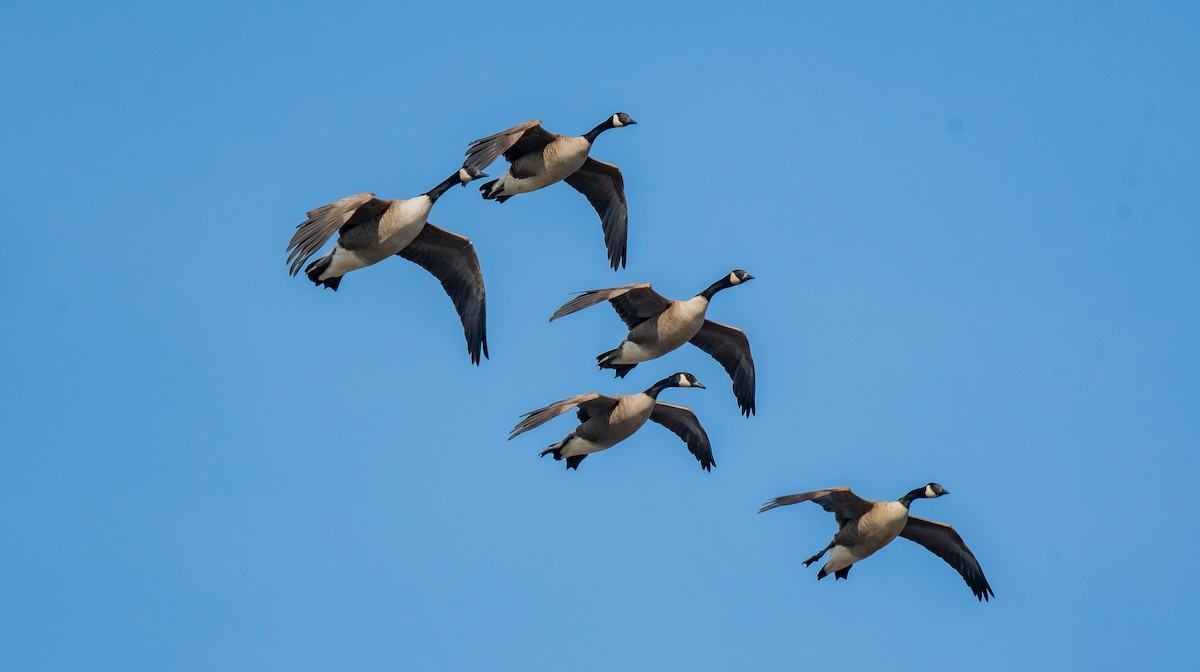 Canada Goose - ML616103948