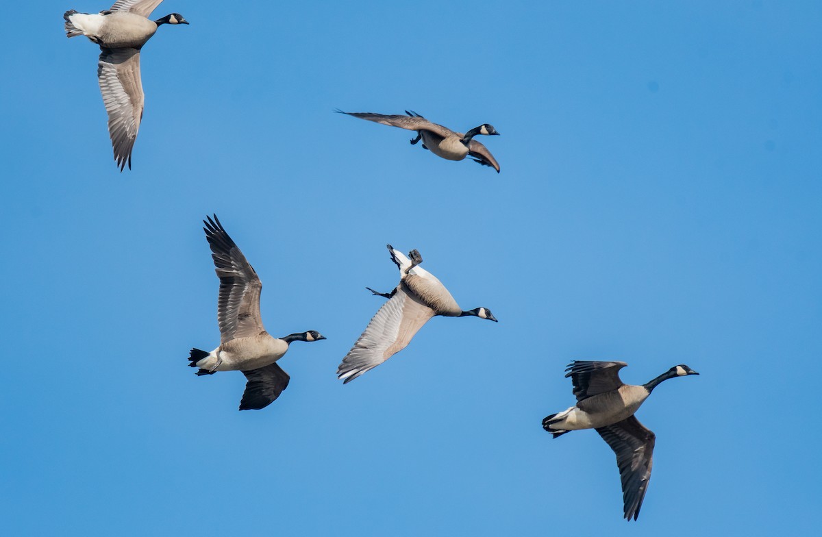 Canada Goose - ML616103949