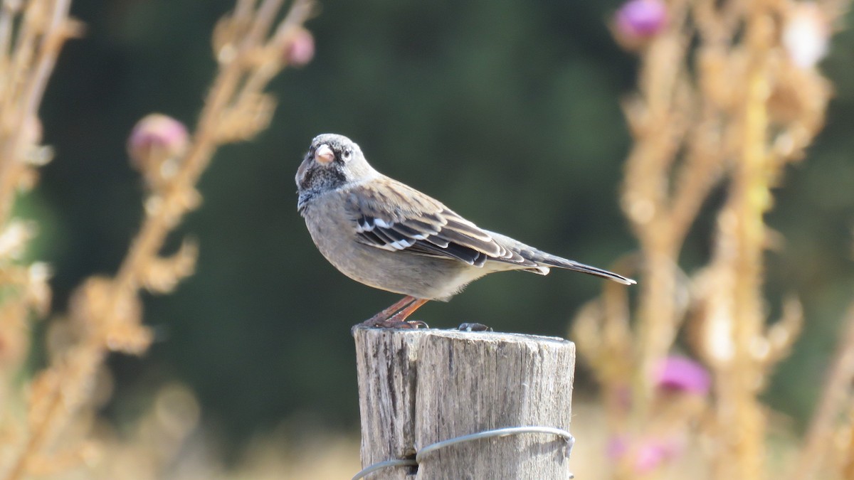 Mourning Sierra Finch - ML616103973