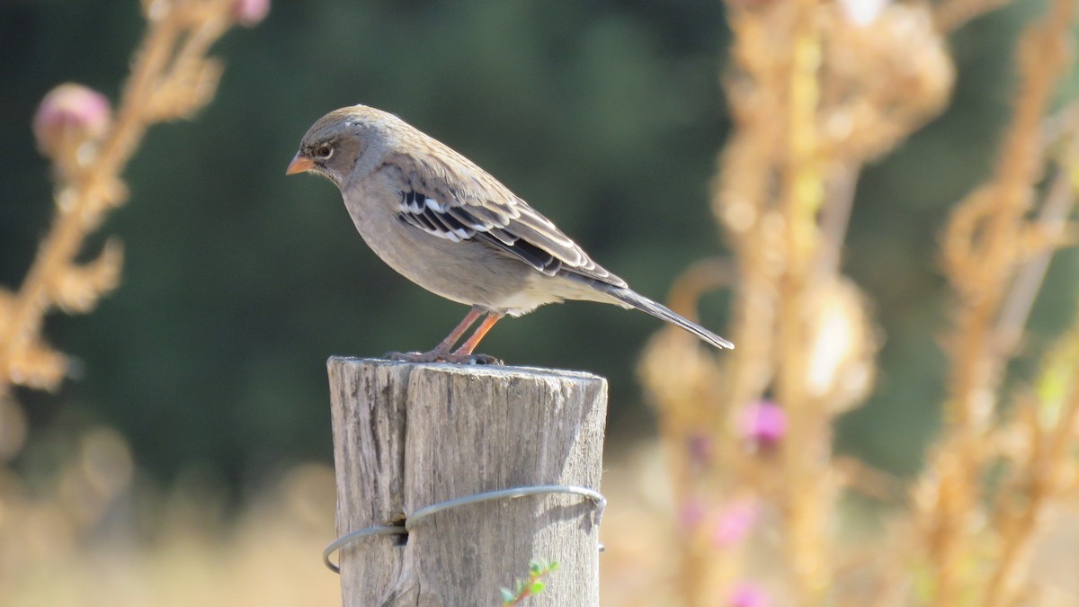 Mourning Sierra Finch - ML616103974