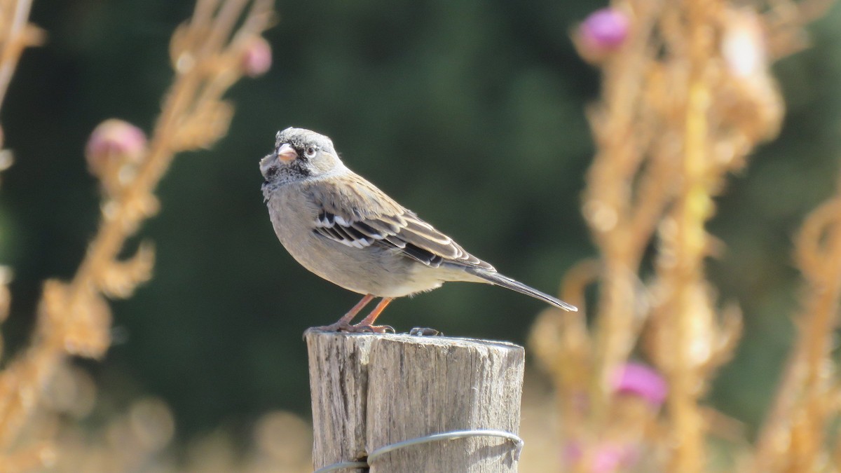 Mourning Sierra Finch - ML616103975