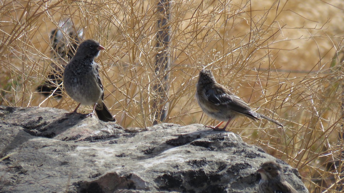 Mourning Sierra Finch - ML616103976