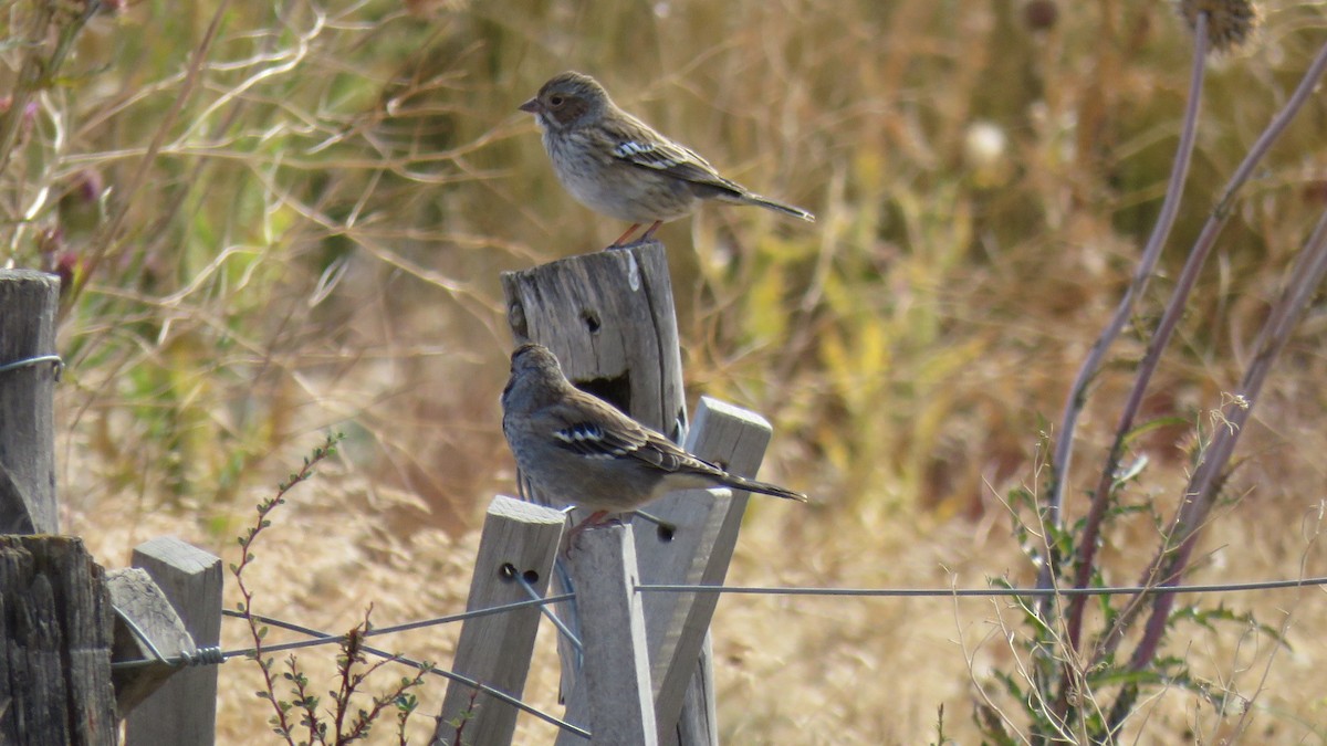 Mourning Sierra Finch - ML616103977