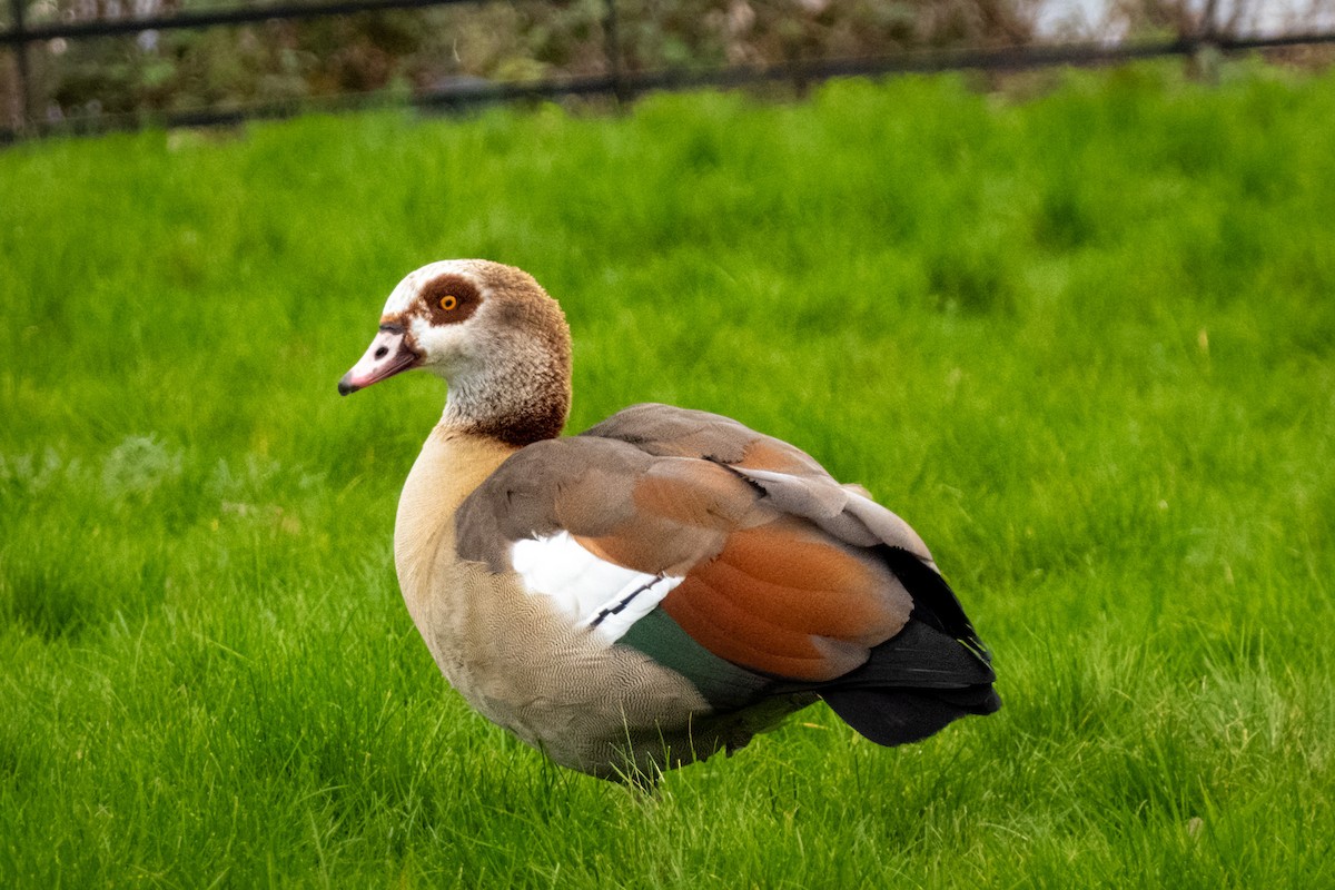 Egyptian Goose - ML616103983