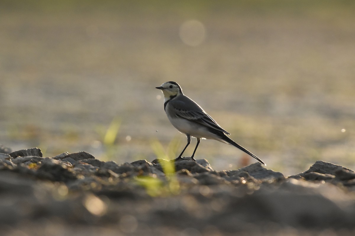 White Wagtail - Šimon Červený