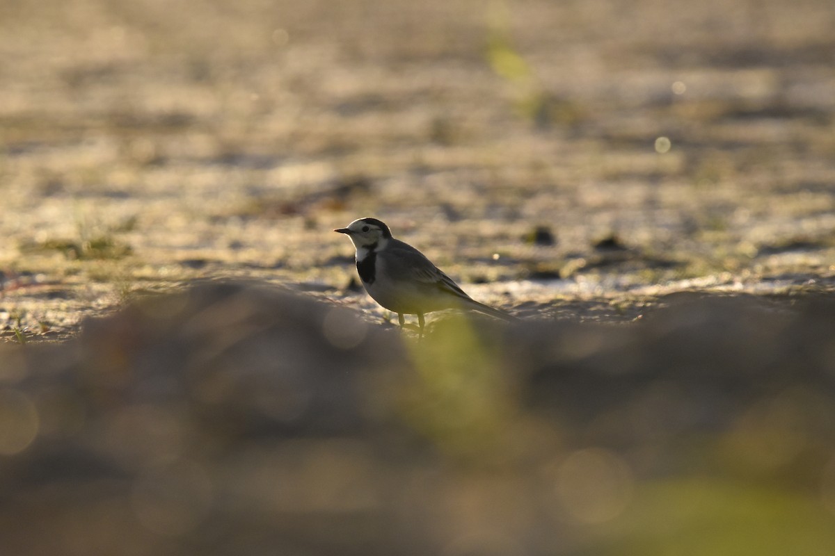 White Wagtail - Šimon Červený