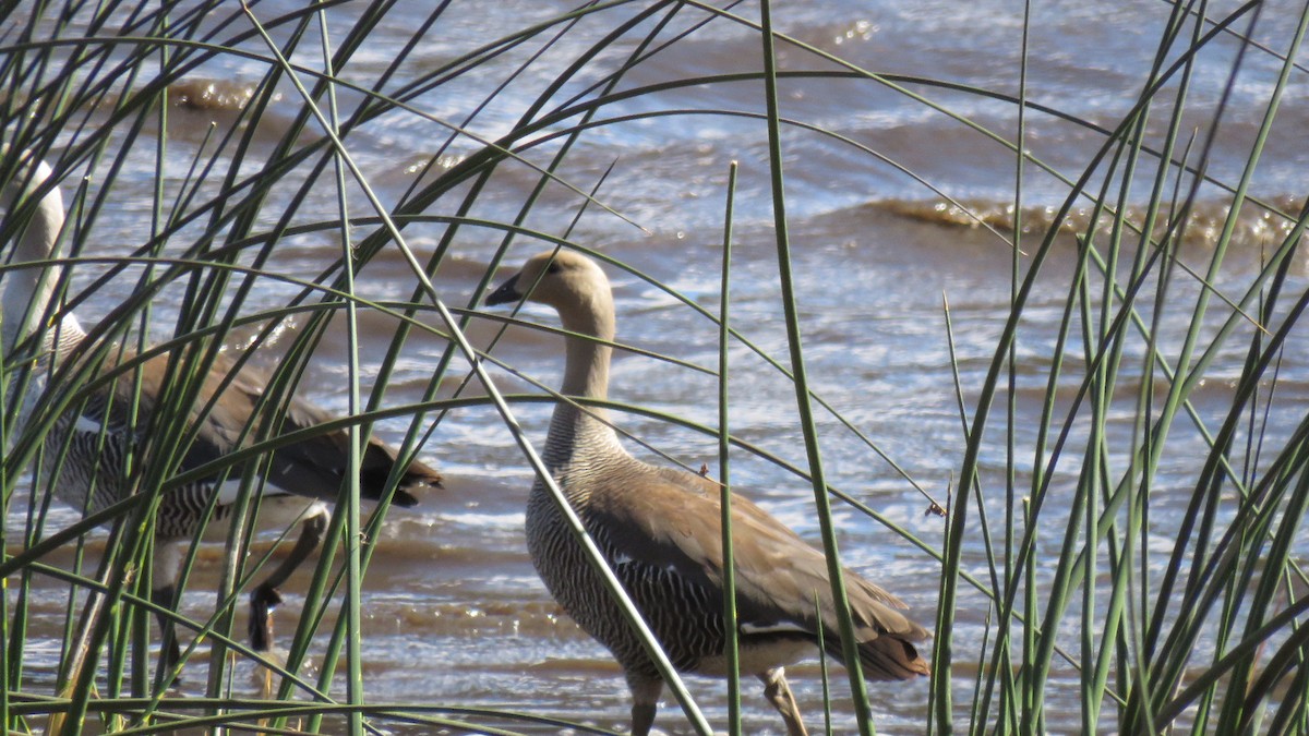 Upland Goose - ML616104019