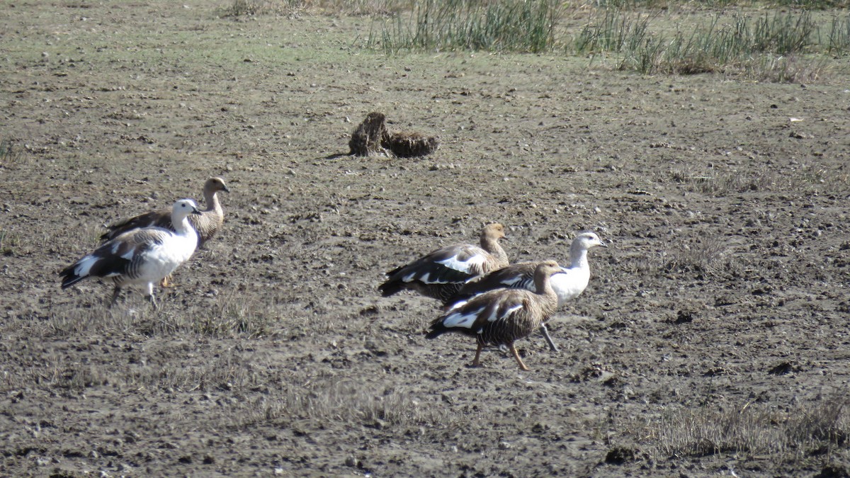 Upland Goose - ML616104020