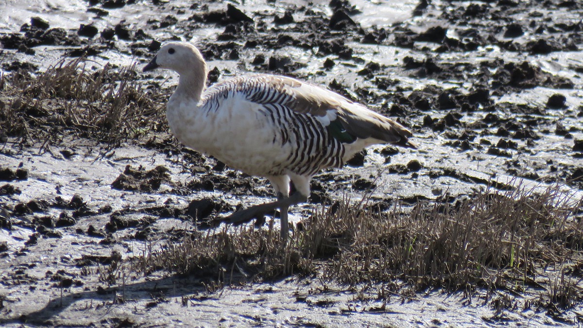 Upland Goose - ML616104021