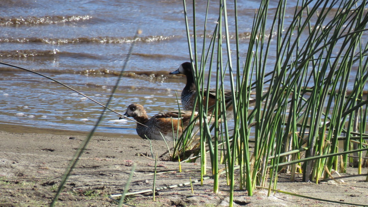 Chiloe Wigeon - ML616104031